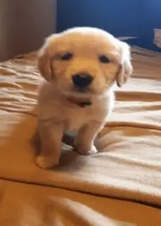EXCELLENT PRICE!.  GOLDEN WAGGLES HAS 2 RETRIEVER  PUPPIES LEFT in Dogs & Puppies for Rehoming in Oakville / Halton Region - Image 11