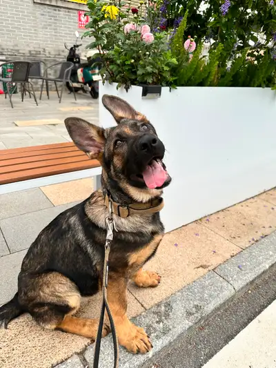 Pure German Shepherd (DDR) female puppy for sale‼️出售纯种东德牧羊犬‼️, View more