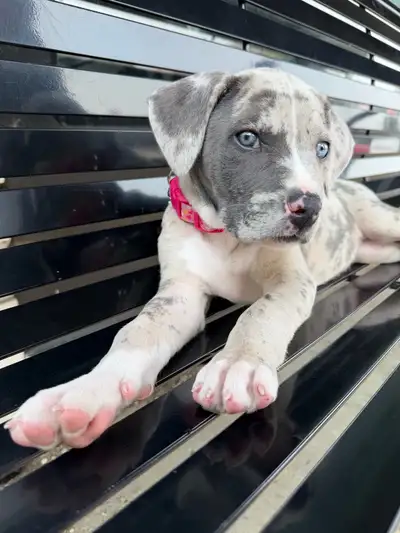 Cane Corso x, View more