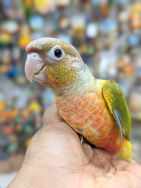 Baby Pineapple Conures 