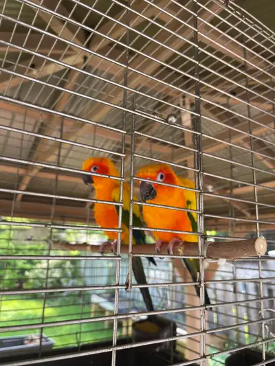 Breeding Pair of Sun Conures, View more