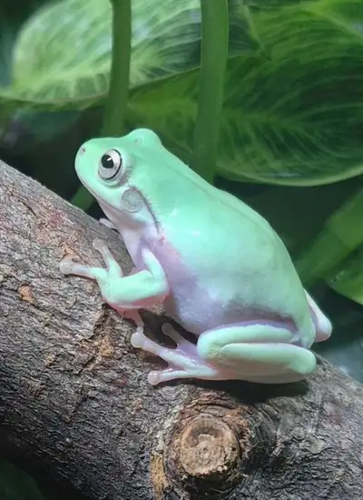buy 2 whites tree frogs and get the 3rd free, View more