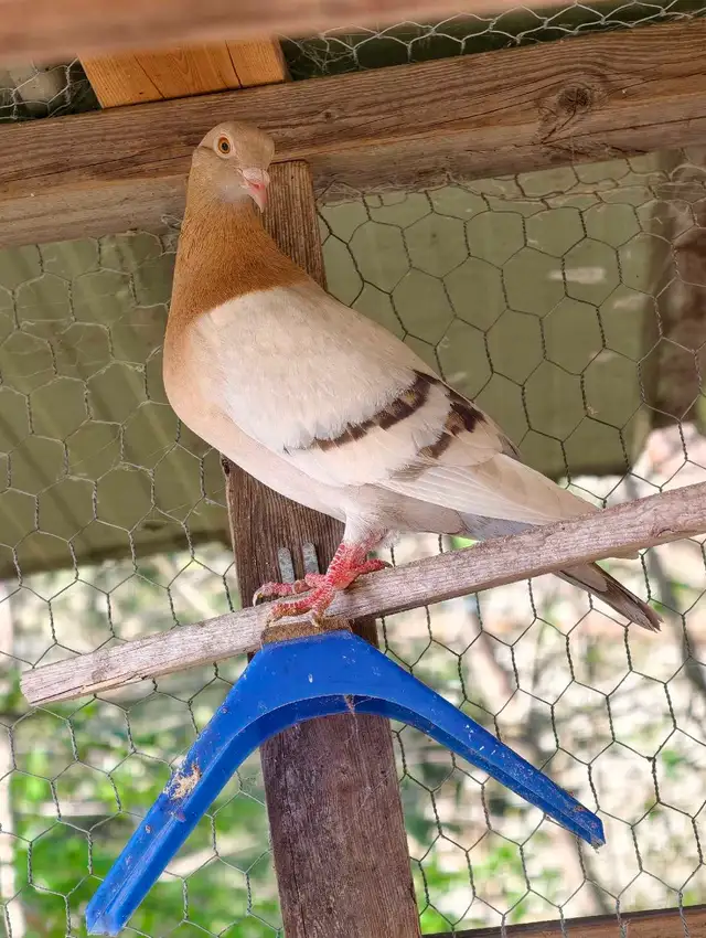 a  pair Archangel pigeons in Birds for Rehoming in Delta/Surrey/Langley - Image 2