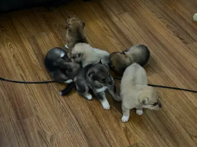 6 Beautiful Husky Shepard puppies ready to rehome!, View more