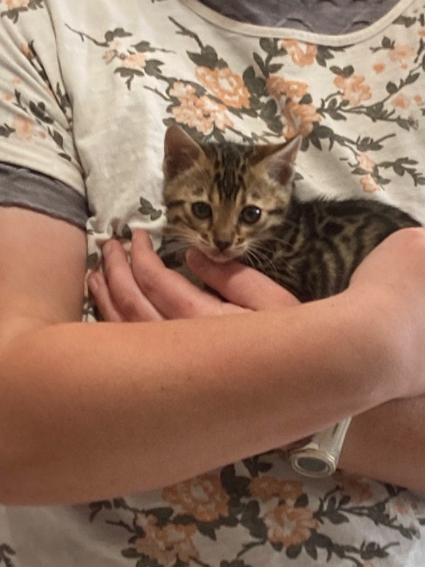 Wonderful little Bengal, ready to go home in one week! Cats & Kittens