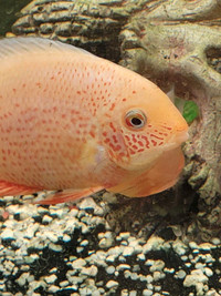 Green and red spotted severums 