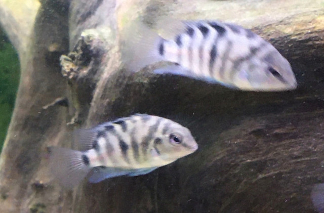 CONVICT CICHLIDS $30 - Pickering  in Fish for Rehoming in City of Toronto - Image 2