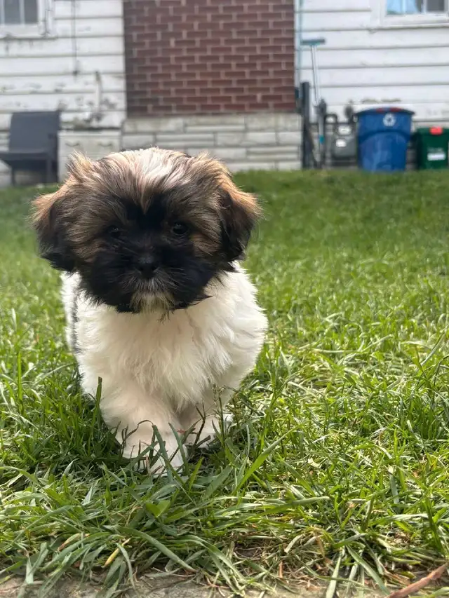 Shih Tzu puppies in Dogs & Puppies for Rehoming in Markham / York Region - Image 11