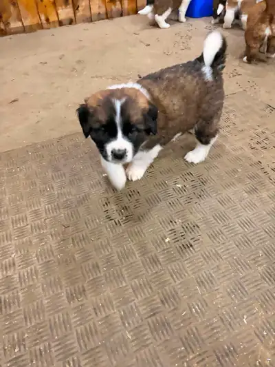 ALL SOLD! Saint Bernese female available from Mossy Meadow Farms, View more