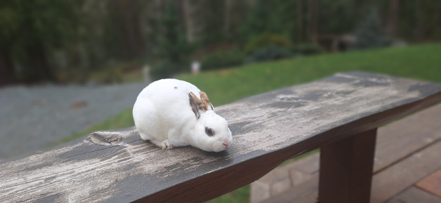 Mini Rex buck in Small Animals for Rehoming in Chilliwack - Image 4