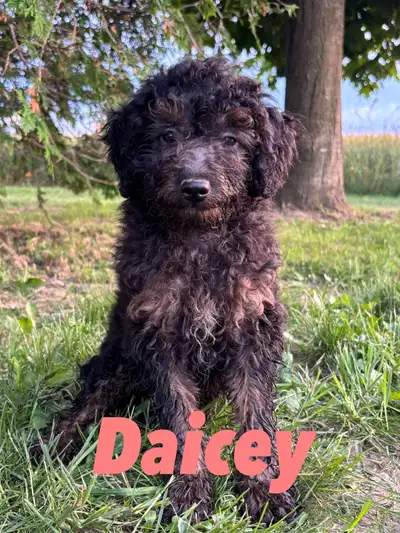 Cockapoo Puppies, View more