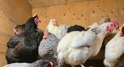 chickens , View more