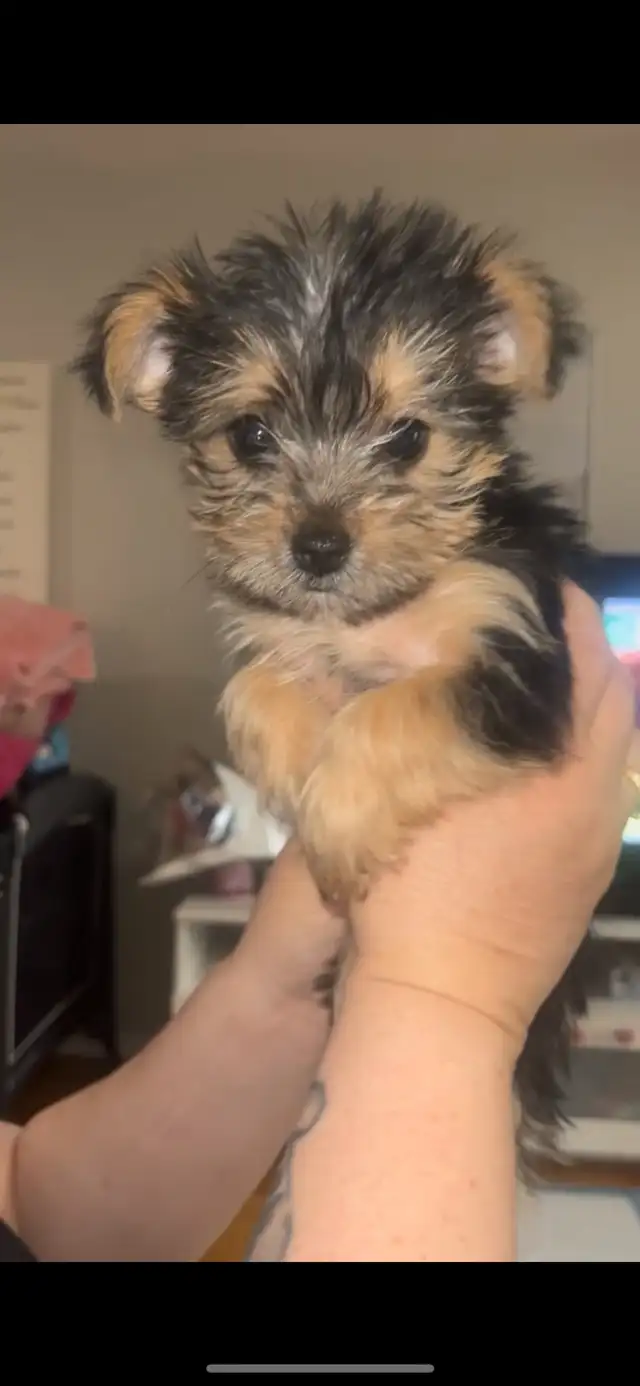 8 week old female Morkie ready to go in Dogs & Puppies for Rehoming in Ottawa - Image 5