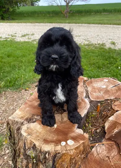 Please reach us by call or message at +1 (519) 261-0199 Mom is a sweet mini Cockapoo (on site) and d...