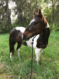 14 yr old papered paint Gelding for sale!!
