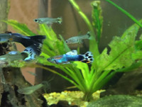 Guppies for sale best offer or prices avalible