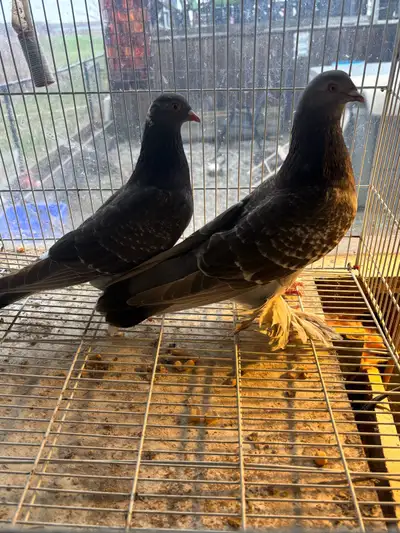 pigeons for sale, View more