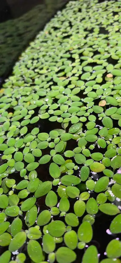 Dwarf watter lettuce aquarium plant 10 plants $1, View more