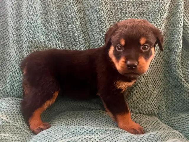 Gorgeous Rottweiler Puppies in Dogs & Puppies for Rehoming in City of Toronto - Image 5