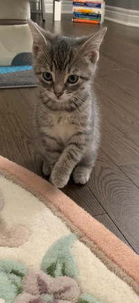 8-week old grey tabby kitten for sale