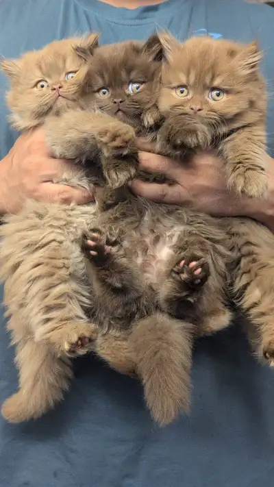 British Shorthair/Longhair kittens, View more