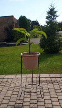 Canna Lily Plant + Metal Plant Stand