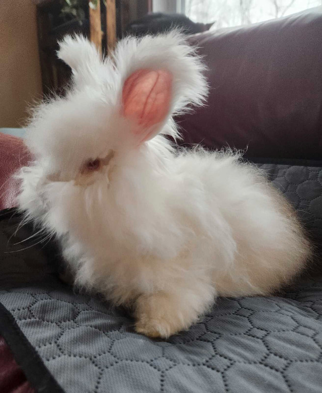 English Angora Rabbits in Small Animals for Rehoming in Gatineau - Image 2