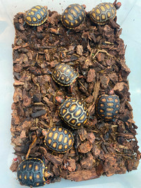 Baby Red Foot Tortoises for sale
