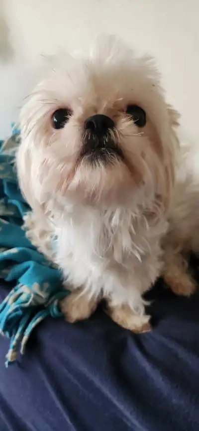Ckc registered shih tzu female, View more
