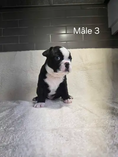 Magnifique chiots Frenchton, View more