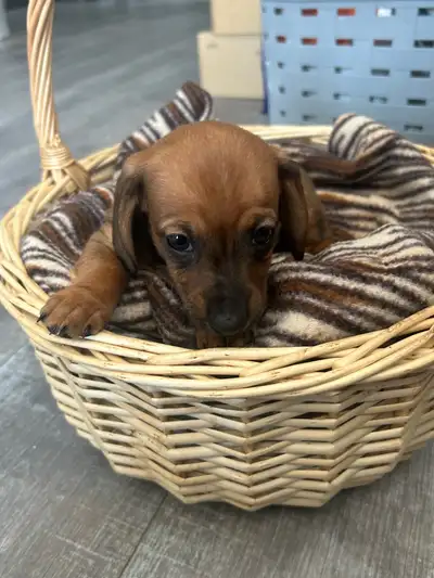 Miniature Dachshunds Puppies, View more