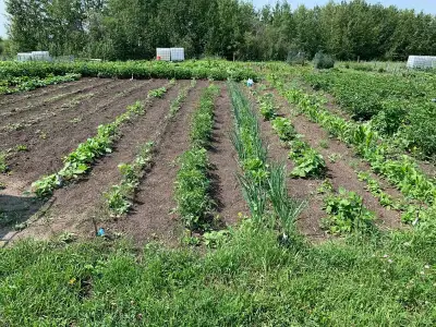 Renting garden plots on our land for you to use from May 1st to September 30th. Each plot is 20’ x 5...