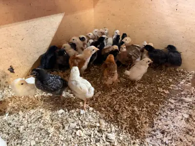 Egg Layer Chicks - Chickens , View more