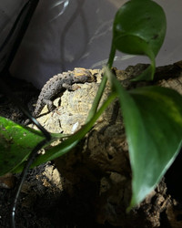 2 captive bred unsexed Red Eyed Crocodile Skinks + Accessories