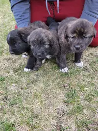 LGD Mastiff/Caucasian Shepherd puppies