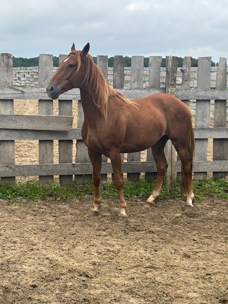 Thick well built 3 year old quarter horse gelding. Horses & Ponies