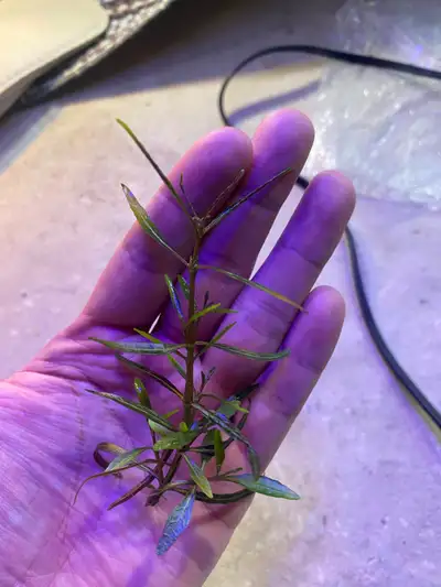 Hygrophila lancea -Araguaia., View more