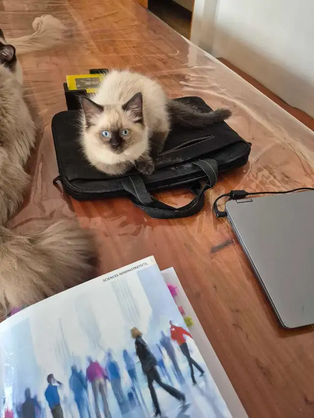 chatons Ragdoll pure RACE