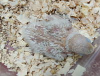 Baby Fischer lovebird for sale handfeeding