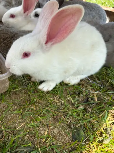 Baby Flemish giant rabbits for rehoming, View more
