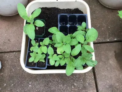 Borage (starflower) seedlings - attacts pollinators!, View more