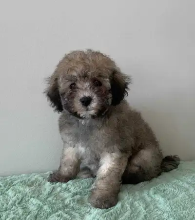 MALTIPOO PUPPY, View more