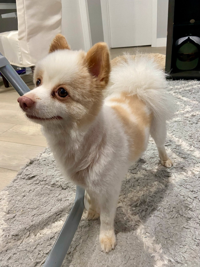 Pomeranian dog in Dogs & Puppies for Rehoming in Saskatoon - Image 4