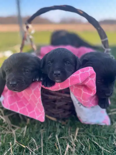 These Labernese puppies are a mix between Black Labrador Retriever and Bernese Mountain Dog. They ar...