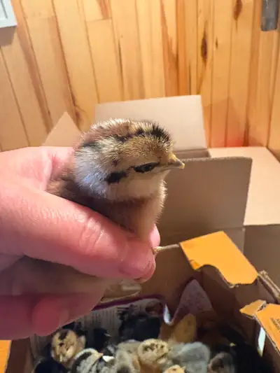 Bym bantam chicks, various colours