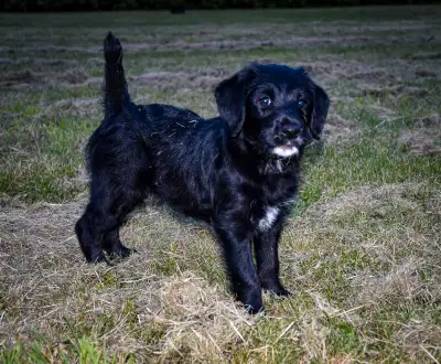 Med Australian Goldendoodles (last puppy), View more