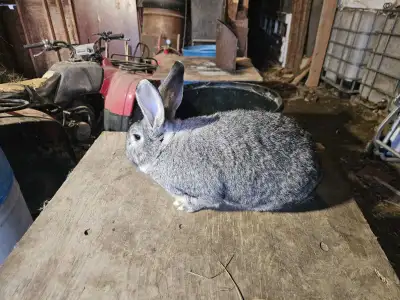 flemish giant / new Zealand cross, View more