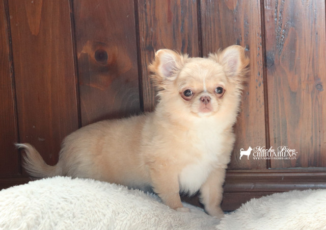 Mini Chiot Chihuahua Pure race*Prêt maintenant**Prix réduit dans Chiens et chiots à adopter  à Ville de Québec - Image 3
