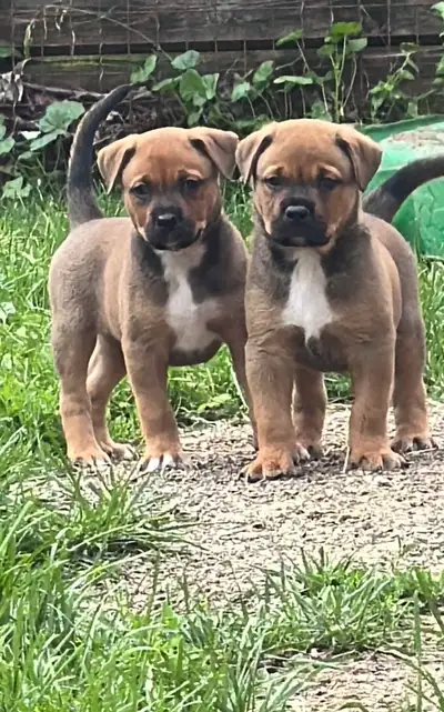 Rottweiler mix puppies, View more