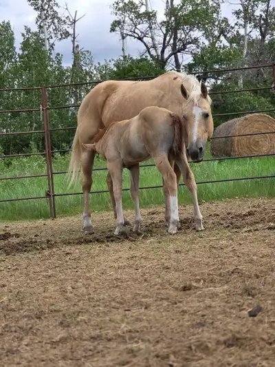 AQHA range mare and Colt, View more